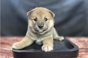 Agnes - Shiba Inu for sale