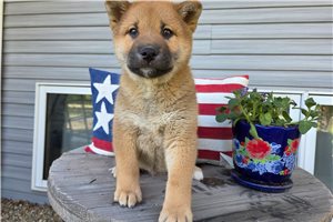 Nathan - Shiba Inu for sale
