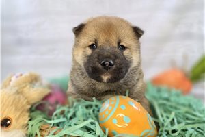 Nathan - puppy for sale