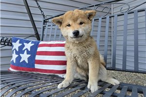 Emma - Shiba Inu for sale