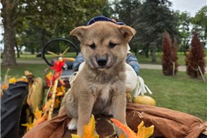 Agnes - Shiba Inu for sale