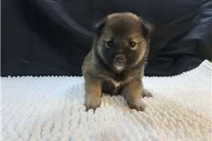 Blakely - Shiba Inu for sale