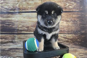 Kamryn - puppy for sale