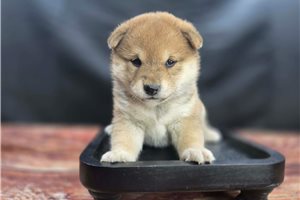 Alexia - Shiba Inu for sale