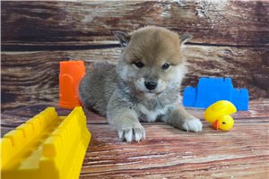 Nash - Shiba Inu for sale