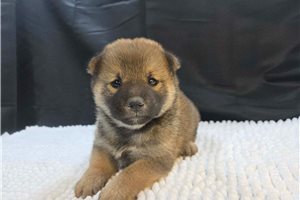 Beauregard - Shiba Inu for sale