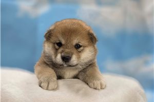 Amelia - Shiba Inu for sale