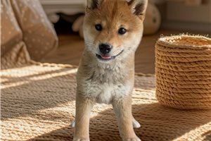 Gozen - Shiba Inu for sale