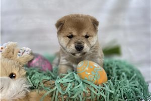 Naomi - puppy for sale