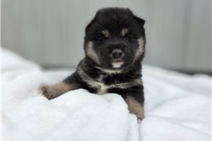 Lipton - puppy for sale