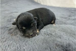 Blip - Shiba Inu for sale