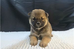 Beck - Shiba Inu for sale