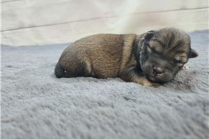 Beauregard - puppy for sale