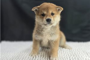 Amelia - Shiba Inu for sale