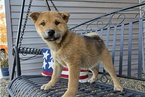 Kinsley - Shiba Inu for sale