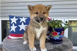 Noor - Shiba Inu for sale