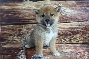 Noor - Shiba Inu for sale