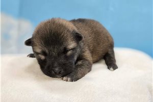 Blakely - Shiba Inu for sale