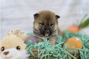 Noor - puppy for sale