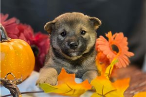 Beauregard - Shiba Inu for sale