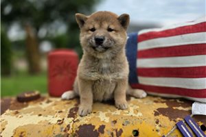 Asami - Shiba Inu for sale