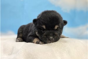 Beamer - Shiba Inu for sale