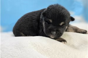 Blip - Shiba Inu for sale