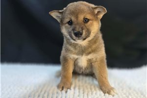 Agnes - Shiba Inu for sale