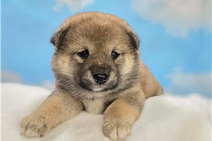 Agnes - puppy for sale
