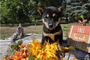 Kitt - puppy for sale