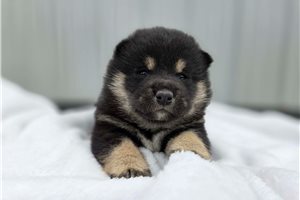 Linus - Shiba Inu for sale