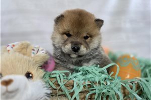 Nash - puppy for sale