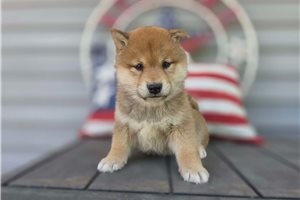 Gozen - Shiba Inu for sale