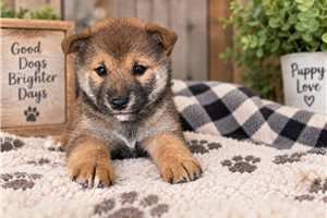 Beauregard - Shiba Inu for sale