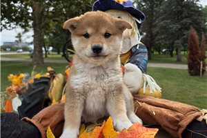 Alexia - Shiba Inu for sale