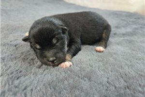 Blanche - puppy for sale