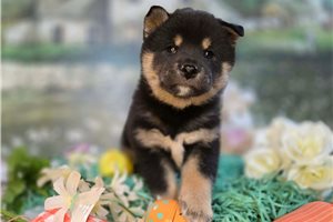 Linus - Shiba Inu for sale