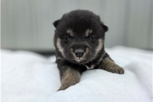 Lexi - puppy for sale