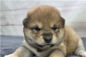 Alexia - Shiba Inu for sale