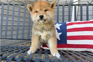 Nash - Shiba Inu for sale