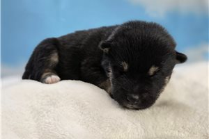 Blanche - Shiba Inu for sale