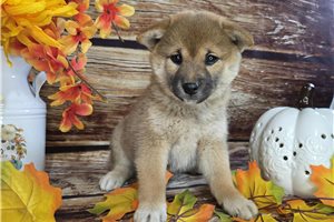 Evelyn - puppy for sale