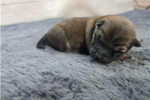 Beck - puppy for sale