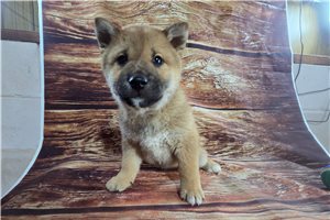 Nathan - Shiba Inu for sale