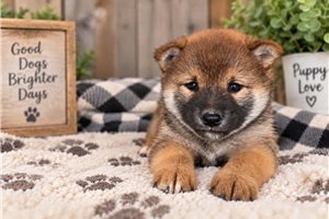 Beck - Shiba Inu for sale