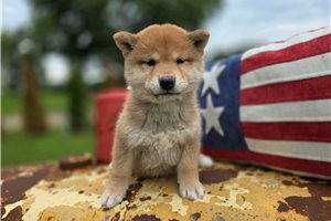 Gozen - Shiba Inu for sale