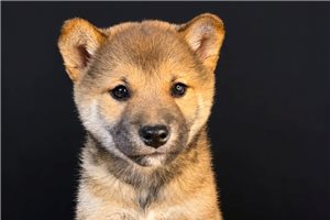 Beauregard - Shiba Inu for sale