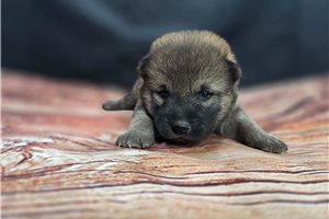 Beauregard - Shiba Inu for sale