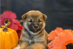 Beck - Shiba Inu for sale
