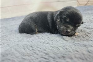Beamer - puppy for sale